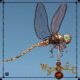 Dragonfly Weathervane; Bracket Residence